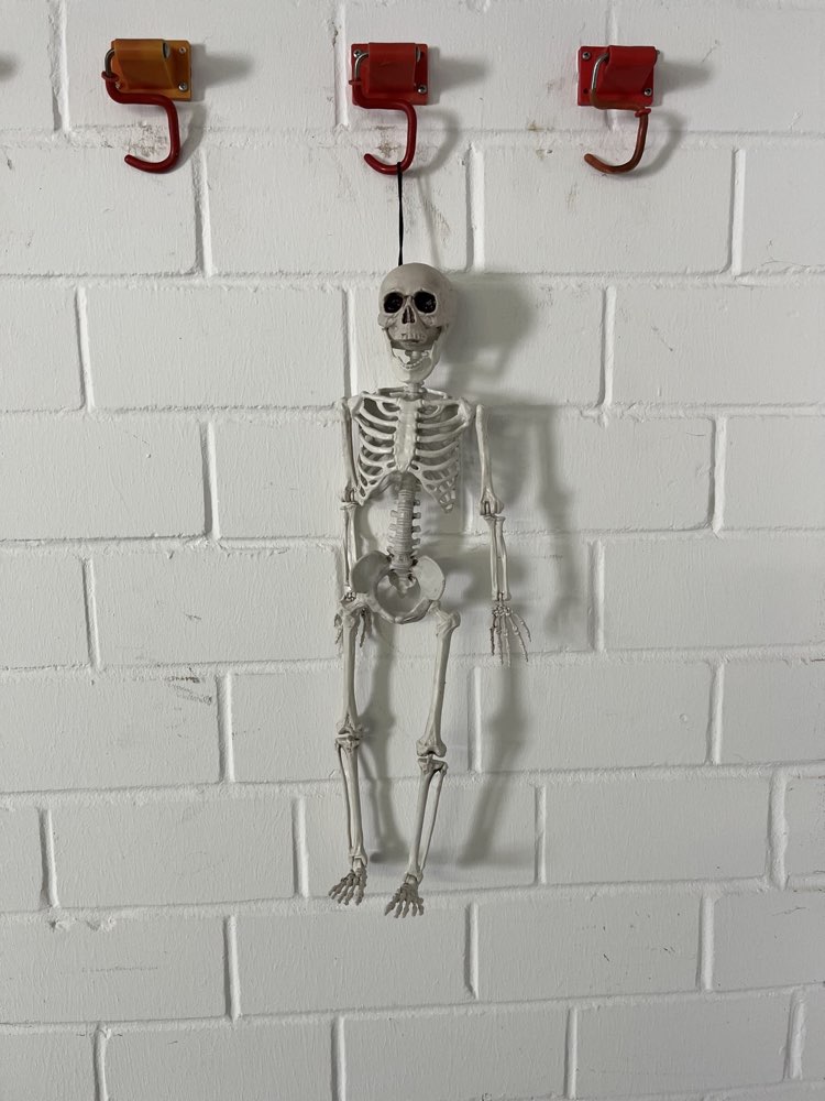 Kleines Skelett &mdash; Halloween-Dekofigur zur Miete